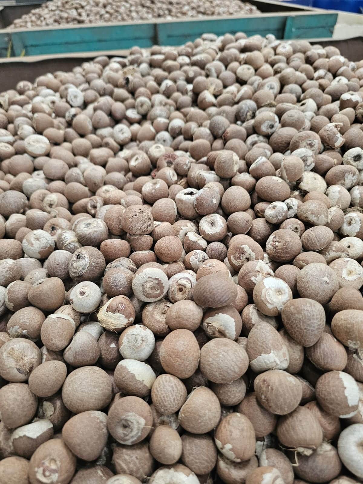 Whole areca nuts arranged in production trays