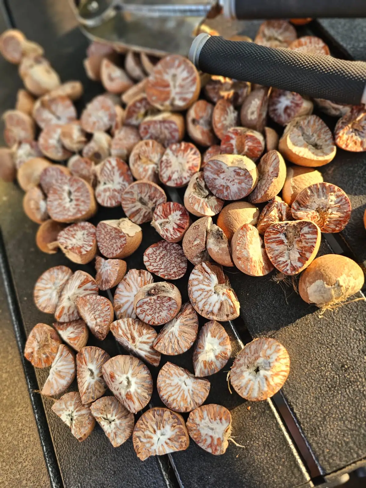Freshly Split Areca Nut from the client-supplied SGCI archive