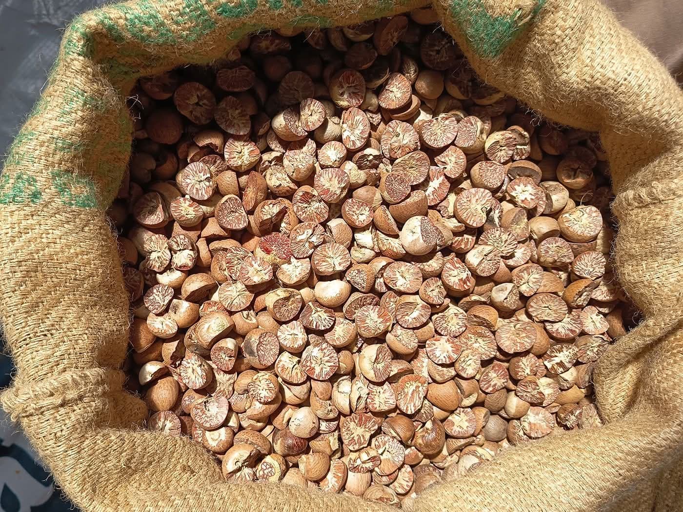 Split Areca Nut from the client-supplied SGCI archive