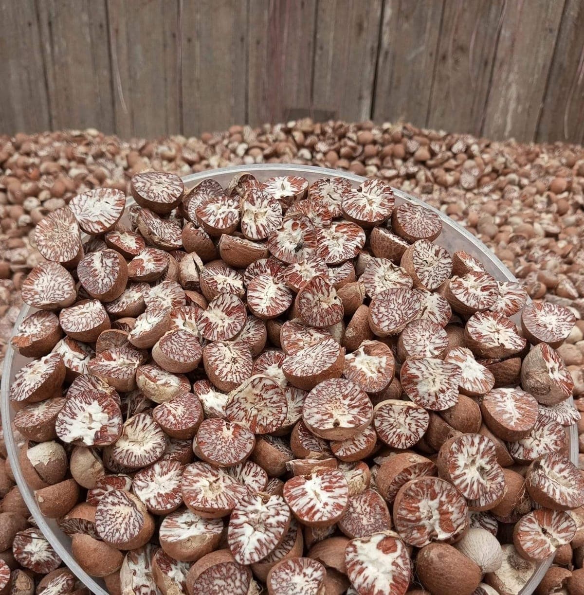 A tray of split areca nuts showing their patterned cut surfaces