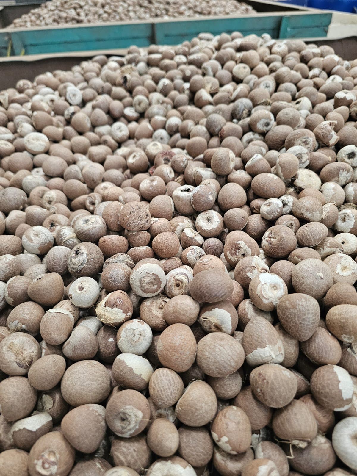 Whole areca nuts arranged in production trays