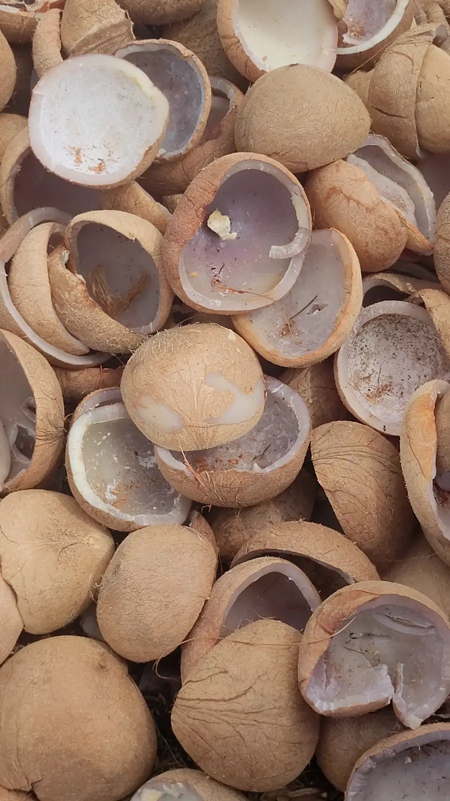 Freshly opened copra shells from the client-supplied SGCI archive