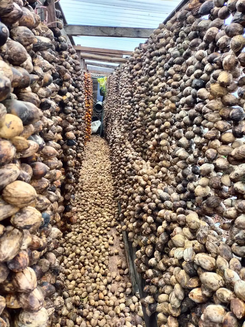 Areca Nut arranged along drying racks during preparation in the client-supplied SGCI archive