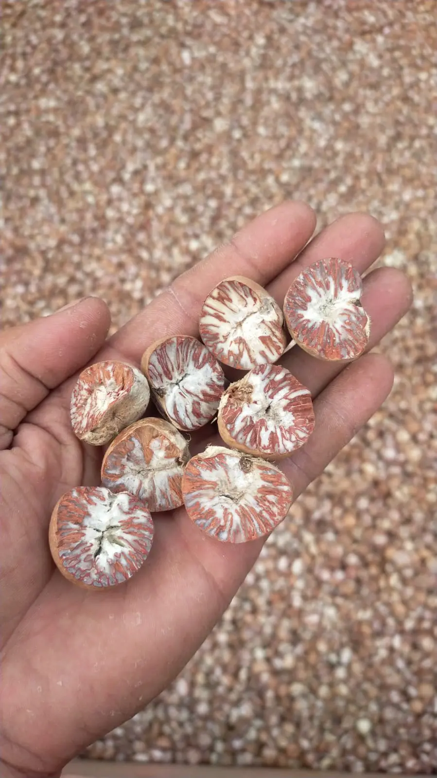Split Areca Nut sample inspected by hand in the client-supplied SGCI archive