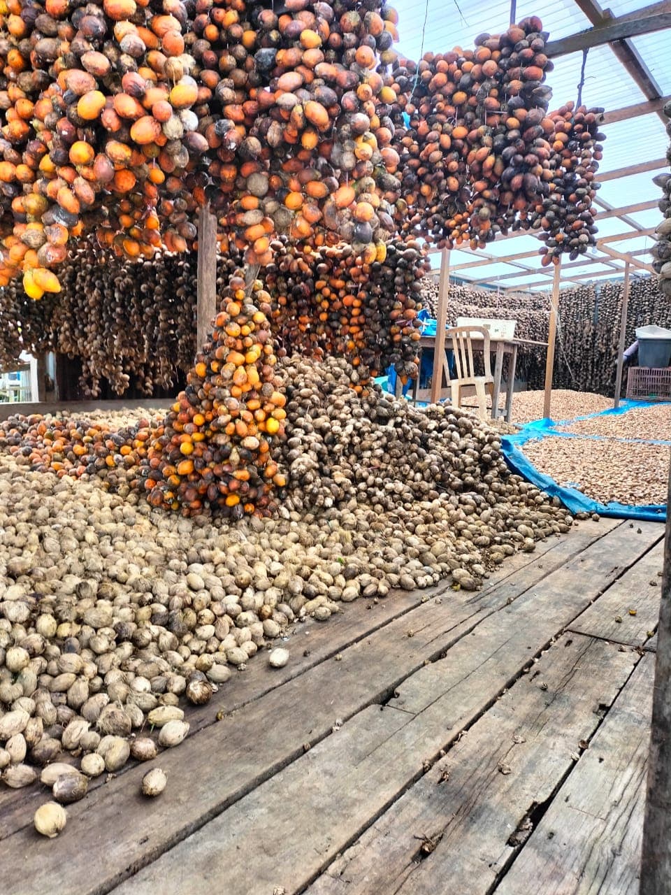 Pinang drying documentation supplied by SGCI